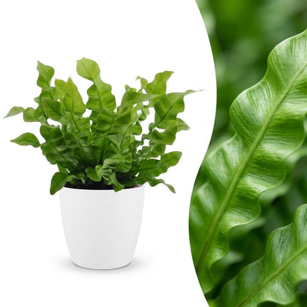 Asplenium Crispy Wave - met witte pot - ↕30cm - Ø12cm