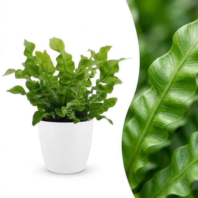 Asplenium Crispy Wave - with white pot - ↕30cm - Ø12cm
