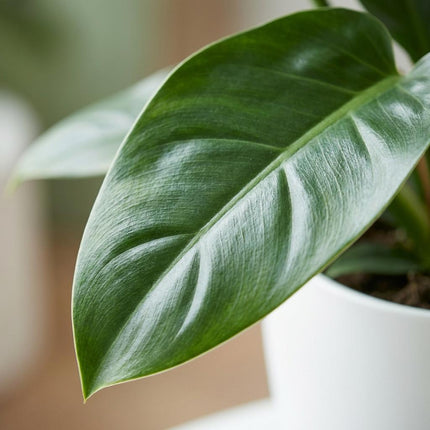 Philodendron Imperial Green - met witte pot - ↕65cm - Ø19cm