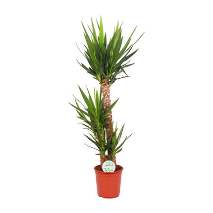 Yucca Elephantipes - ↕125cm - Ø24cm