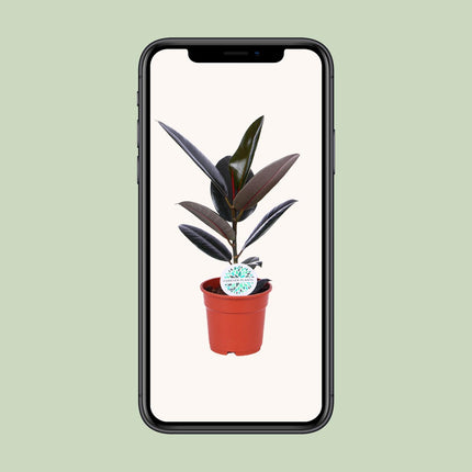 Ficus Elastica Abidjan - ↕55cm - Ø17cm