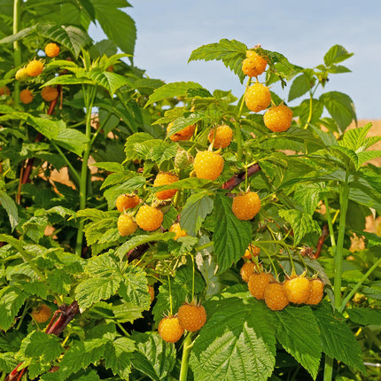 Frambuesa - Rubus idaeus Fallgold - Frambuesa amarilla - 40cm - Ø11cm - 2x