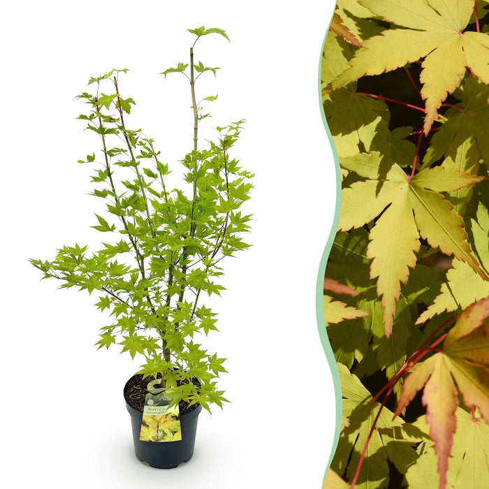 Acer palmatum Summergold - Japanse Esdoorn - Geel - ↕90cm - Ø26cm