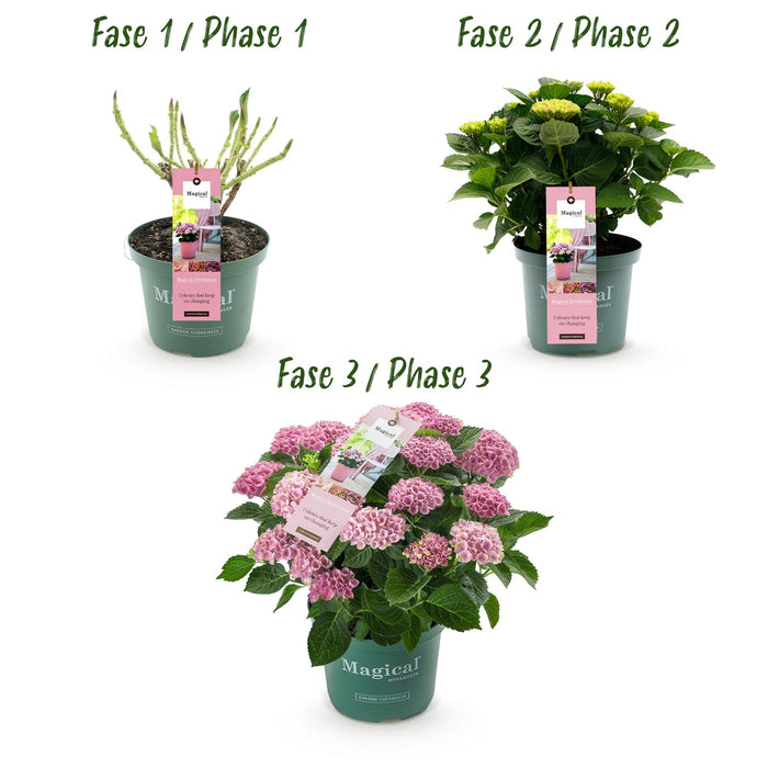 Terrasplant - Hortensia - Hydrangea Magical Revolution Pink - Pink - 6-10 Bloemen - Pot 23cm Hoogte 55cm