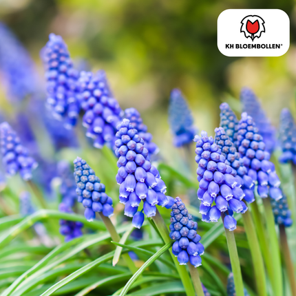 Muscari Bleu Moon 20 piezas