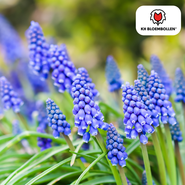Muscari Bleu Moon 20 pezzi