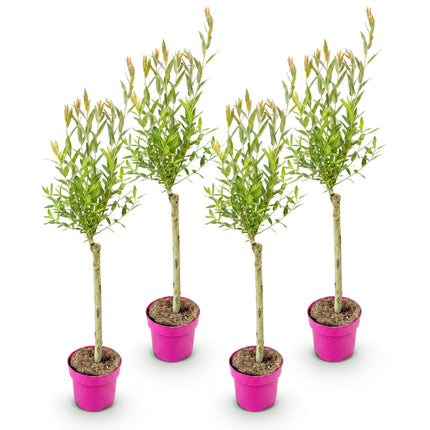 Salix Flamingo - Flamingo Wilg op stam - Ø17cm - ↕70-80cm - 4x