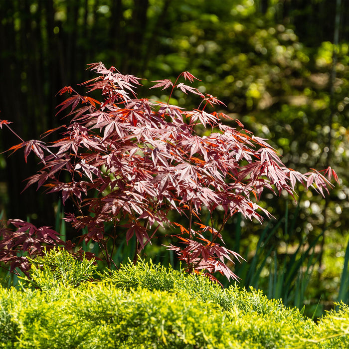 Terrasplant - Japanse Esdoorn - Acer palmatum Atropurpureum - Paars - Bladverliezend - ↕70cm - Ø19cm