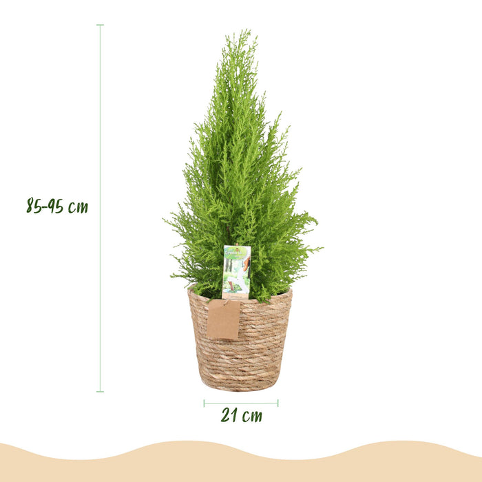 Cupressus Gold Crest Wilma - Kamer conifeer - met mand - Pot 21cm - Hoogte 85-95cm