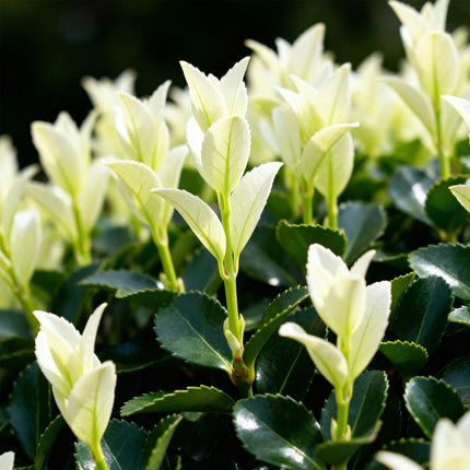 Euonymus japonica Paloma Blanca - 1 Metro Lineare - ↕30-35cm - Ø9cm - 8x