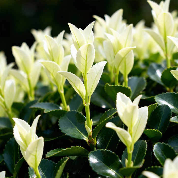 Euonymus japonica Paloma Blanca - 1 Metro Lineare - ↕30-35cm - Ø9cm - 8x