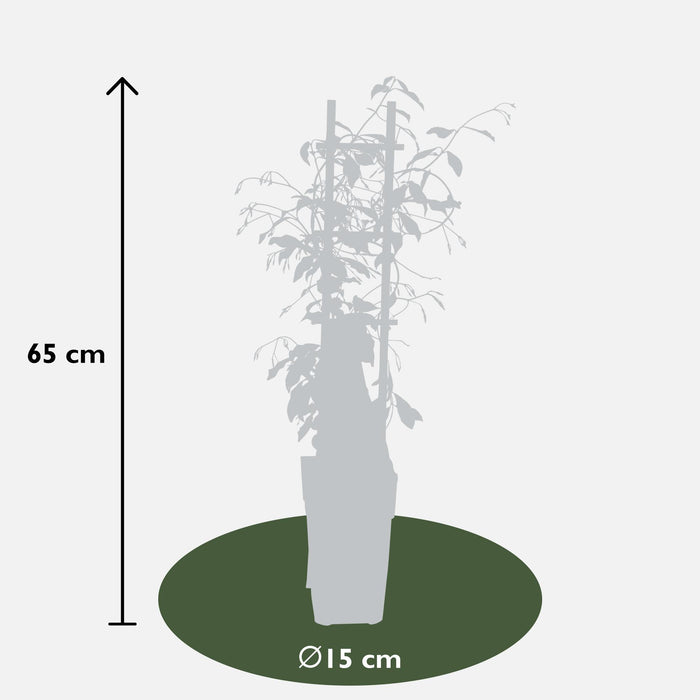 Trachelospermum Mix - ↕65cm - Ø15cm - 3x