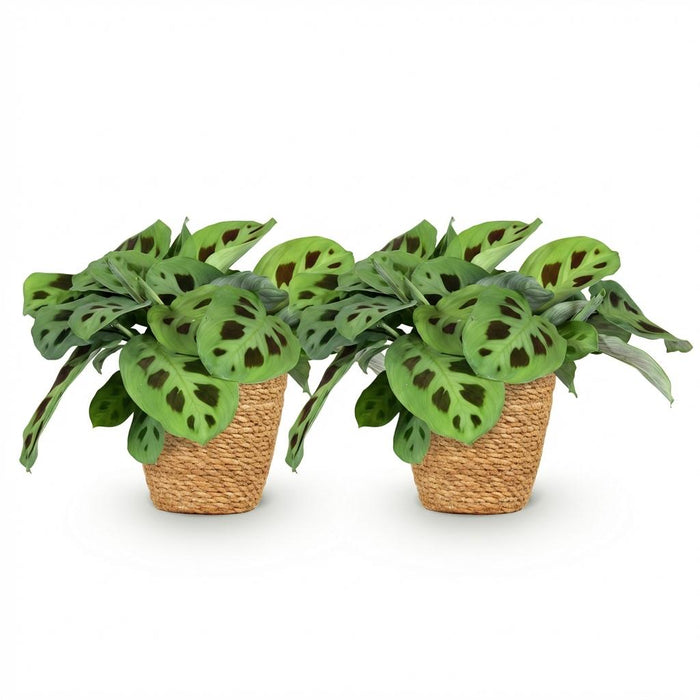 Maranta Fascinator Kerchoveana - Zebraplant - met Mand - ↕25cm - Ø12cm - 2x