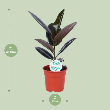 Ficus Elastica Abidjan - ↕55cm - Ø17cm