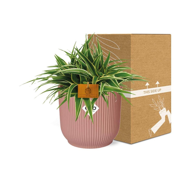 Chlorophytum Ocean - in elho Vibes Fold Ø16cm round delicate pink - ↕10-20cm