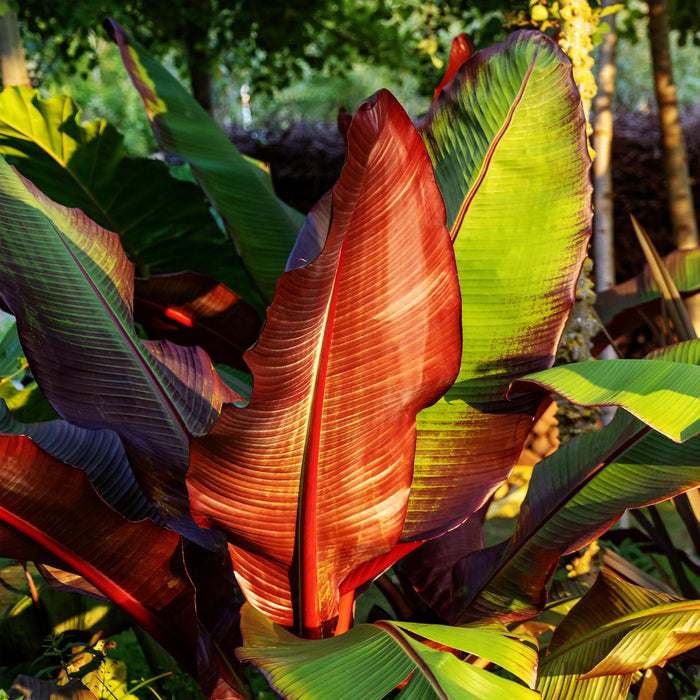 Fruitplant - Bananen plant - Ensete ventricosum Maurelli - Winterhard - 2 planten - Pot 12cm Hoogte 30cm