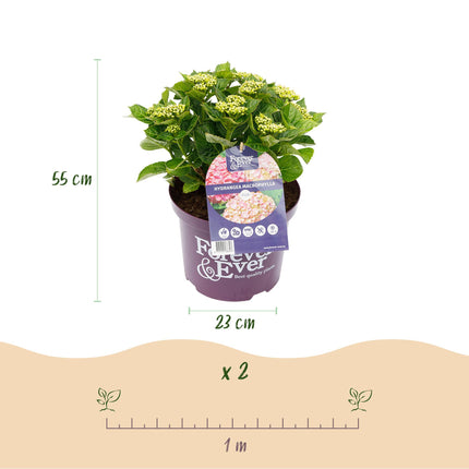 Hortensja - Hortensja Forever & Ever - Różowa - 7-12 kwiatów - 2x - ↕55cm - Ø23cm