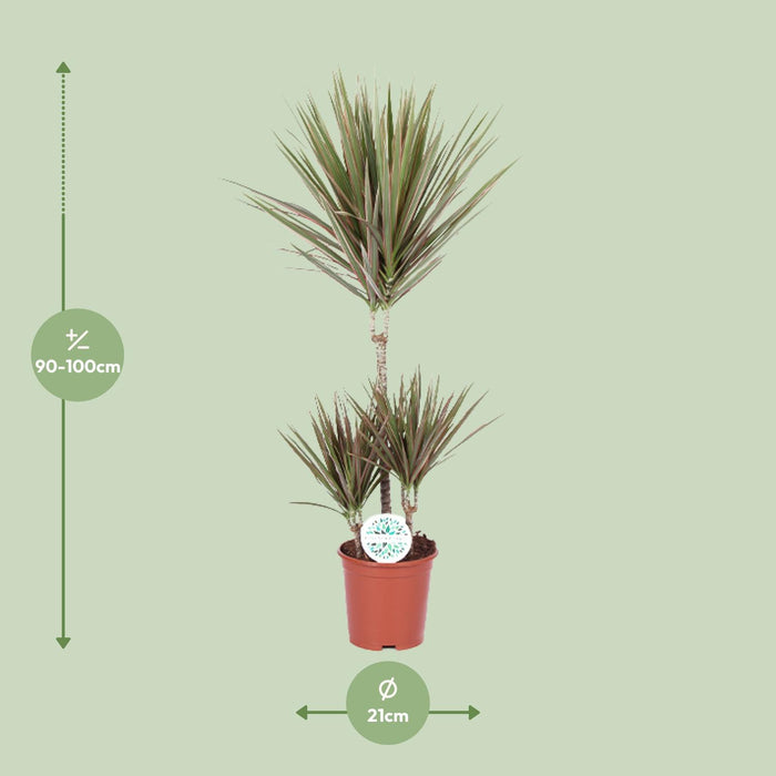 Dracaena Bicolor - Drakenplant - ↕95cm - Ø21cm
