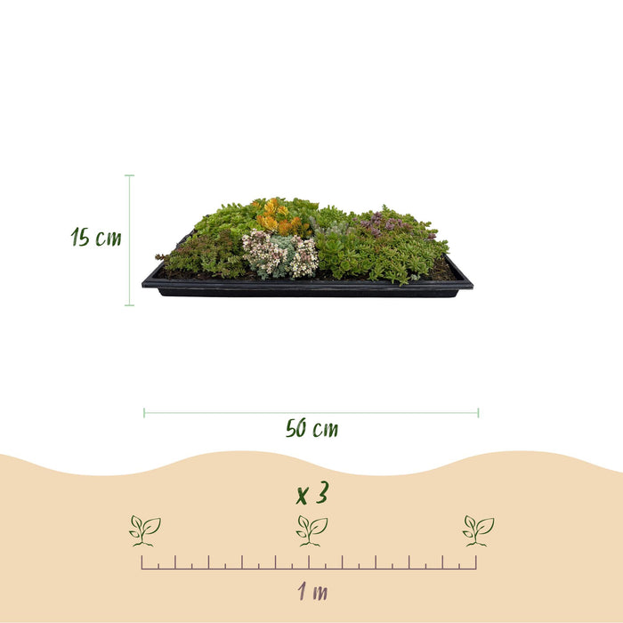 Bodembedekker - Winterhard - Sedum mat - Bestaat uit 10 soorten - X12 - Weinig Onderhoud - Lengte 50 Breedte 30