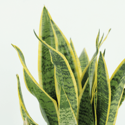 Sansevieria Laurentii - Vrouwentong - ↕40cm - Ø14cm - 2x