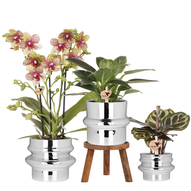 Kolibri Orchids | Plantenset Chrome - Oranje-Gele Phalaenopsis Orchidee Mineral Grosseto & Philodendron White Measure & Calathea Makoyana