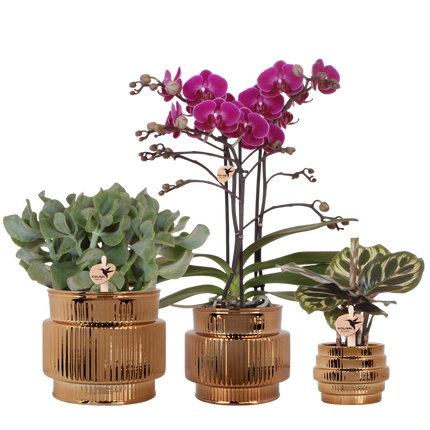 Kolibri Orchids | Plantenset Allure Shiny Brons - Paarse Phalaenopsis Orchidee Mineral Morelia, Succulent & Calathea Makoyana