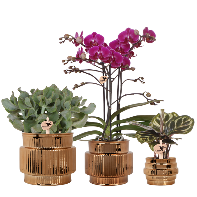 Kolibri Orchids | Plantenset Allure Shiny Brons - Paarse Phalaenopsis Orchidee Mineral Morelia, Succulent & Calathea Makoyana