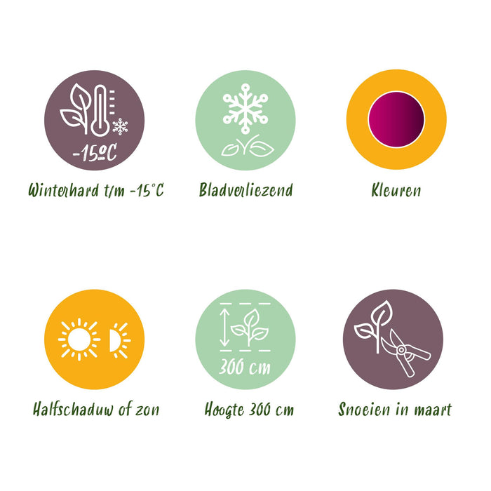 Japanse Esdoorn - Acer Palmatum Atropurpureum - Paars - ↕35cm - Ø12cm