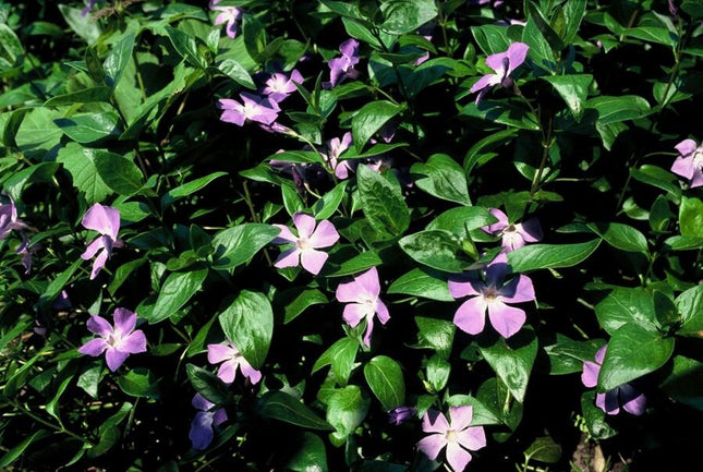 Vinca major - Grande pervenche - ↕10-25cm - Ø9cm - 24x