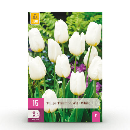 Bulbes de tulipes blanches « Triumph » - Couleur : Blanc - Lot de 15 - Calibre : 11/12 - Format XXL
