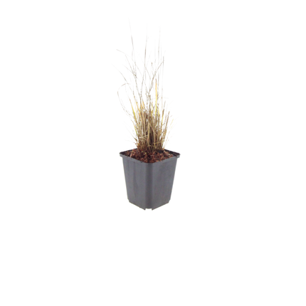 Calamagrostis brachytricha - Erba diamante - ↕10-25cm - Ø9cm - 48x