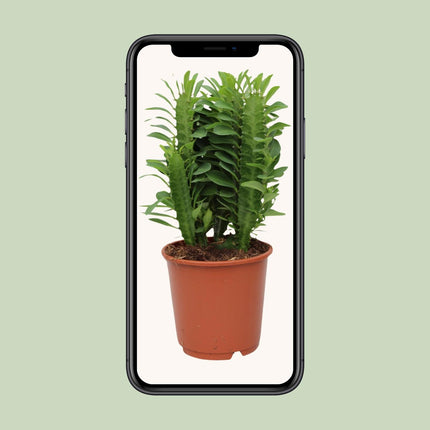 Euforbia Trigona - ↕40cm - Ø12cm