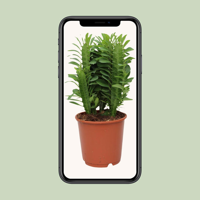 Euphorbia Trigona - Ø12cm - ↕40cm
