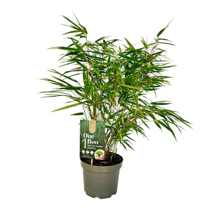Fargesia Rufa - Niet Woekerende Bamboe - Groen - ↕60cm - Ø17cm