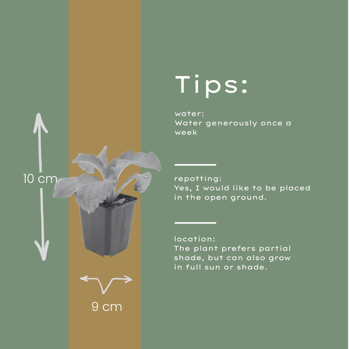 48x Digitalis purpurea - ↕10-25cm - Ø9cm