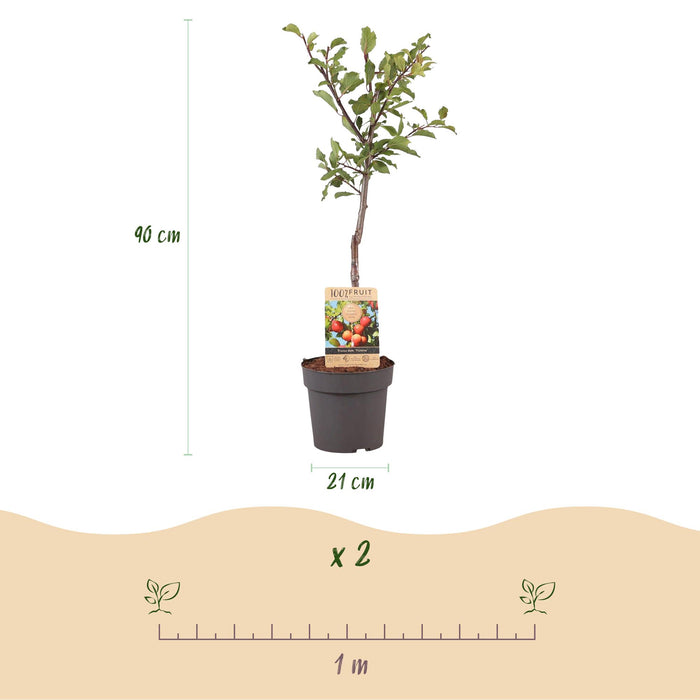 Fruitplant - Pruimen boom - Prunus domestica Victoria - Rode Pruim - Pot 21cm Hoogte 90cm