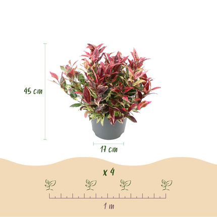 Leucothoe Colour Diamond - Variegated - 2 Plants - Evergreen - Low Maintenance - Pot 17cm Height 45cm