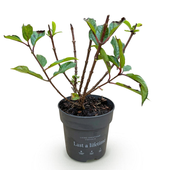 Hydrangea panniculata Living Little Rosy - Pluimhortensia - Winterhard - Roze - 1 Plant - Pot 12cm - Hoogte Hoogte 20-30cm
