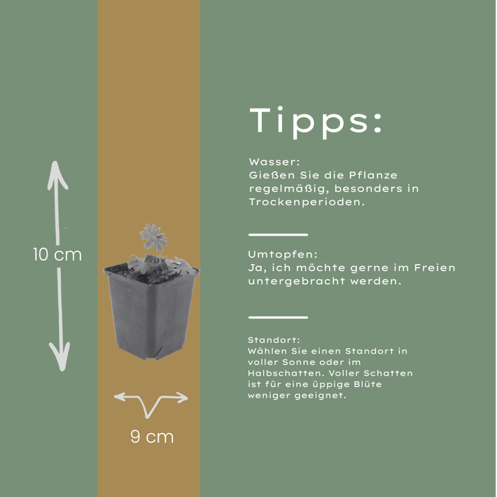 24x Geranium sanguineum - ↕10-25cm - Ø9cm