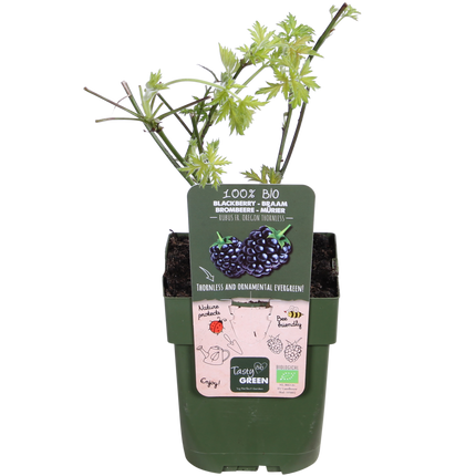 Rubus Fruticosus 'Thornless Evergreen' - Zarzamora sin espinas - ↕45cm - Ø13cm