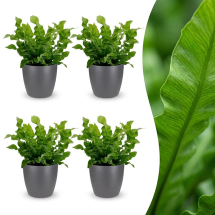 Asplenium Crispy Wave - met grijze pot - ↕30cm - Ø12cm - 4x