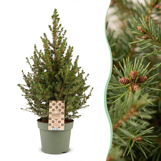 2x Picea glauca Conica - Kegelspar - Groen - Kerstboom - Ø17cm - ↕65cm