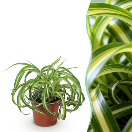 Chlorophytum comosum Bonnie - Krullende Graslelie - ↕20cm - Ø12cm