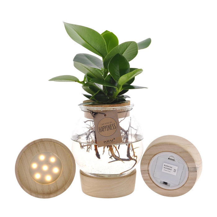 Clusia In Bolglas + Klikkurk + LED - ↕30cm - Ø12cm