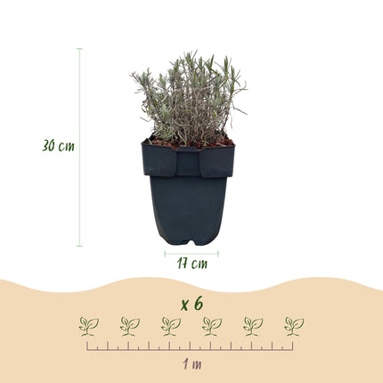 Lavandula angustifolia Hidcote - grey foliage - 6 plants - 1 linear meter - evergreen - 17cm pot height 30cm