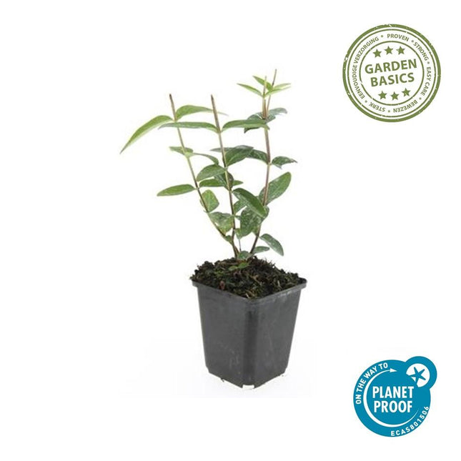 Hypericum inodorum 'Rheingold' - ↕10-25cm - Ø9cm - 60x