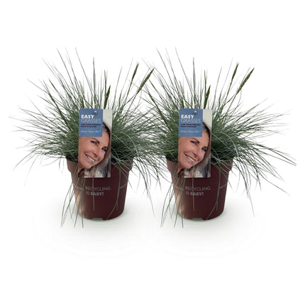 Festuca glauca Intense Blue - Blue - ↕50cm - Ø17cm - 2x