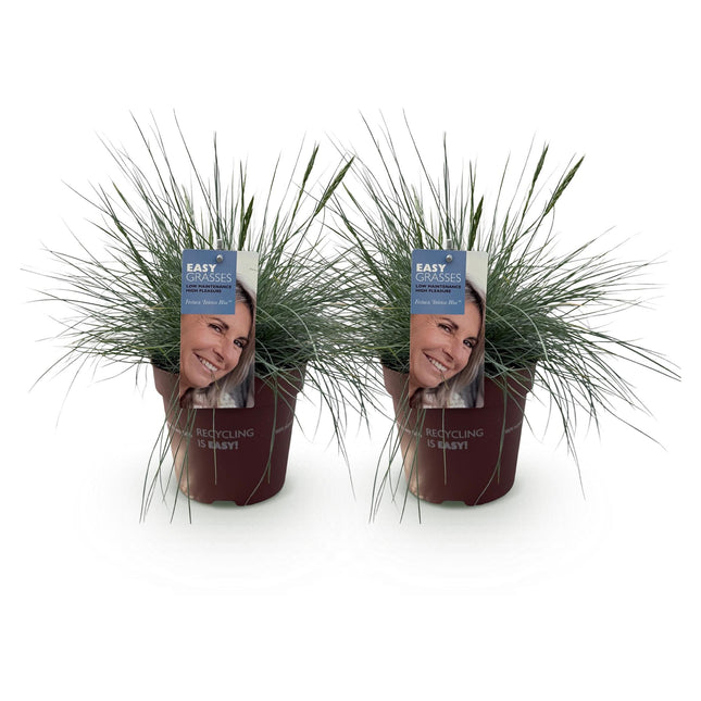 Festuca glauca Intense Blue - Blauw - ↕50cm - Ø17cm - 2x