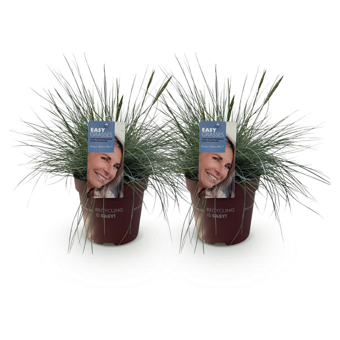 Siergrassen - Festuca glauca Intense Blue  - Blauw - 2 Planten - Bladhoudend - Weinig Onderhoud - Pot 17cm Hoogte 50cm