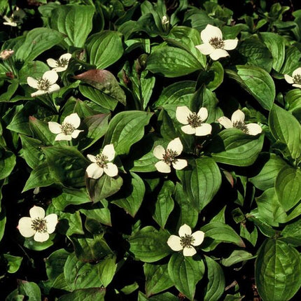 Cornus canadensis - ↕10-25cm - Ø9cm - 24x